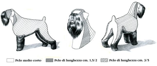 Cura del pelo